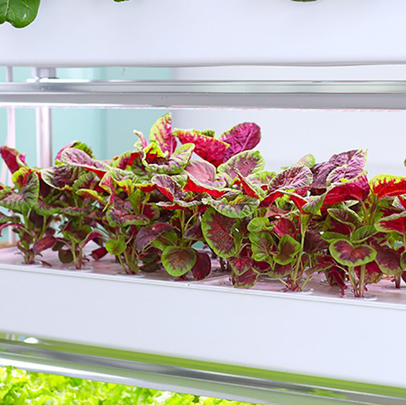نظام زراعة الزراعة المائية عمو - مراجعة Smart Garden Vertical Planter وسعره